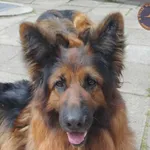 Zaginął pies, Łódź, 23 czerwca 2024