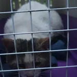 Znaleziono kota, Toruń, 21 czerwca 2024