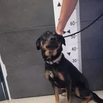 Znaleziono psa, Chełmek, 23 czerwca 2024