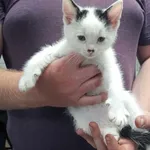 Kocurek poz. 24/306/K