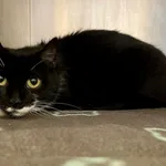 Znaleziono kotkę- Puławy