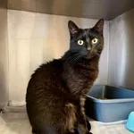 Znaleziono kotkę- Puławy