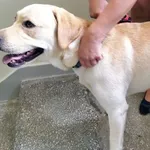 Pies znaleziony 23 czerwca około południa na Wyszyńskiego 83. Młody, dobrze ułożony czeka na swoich ludzi u osoby która go znalazła.