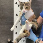 Przyjęty: 2024-06-24 Gmina: Żywiec Płeć: Kotka Opis: europejska, tricolor