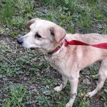 Pies do adopcji, Włocławek, 23 czerwca 2024