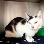 Znaleziono kota, Puławy, 11 maja 2024