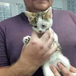 Kocurek poz. 24/309/K