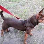 Pies do adopcji, Włocławek, 23 czerwca 2024