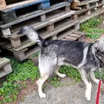 Pies do adopcji, Włocławek, 23 czerwca 2024