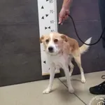 Znaleziono psa, Chełmek, 23 czerwca 2024