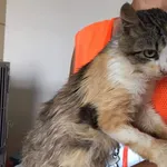 Znaleziono kotkę- Puławy