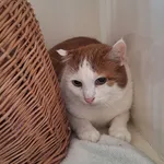 Kot do adopcji, Orzechowce, 20 czerwca 2024