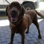 PIES Z INTERWENCJI DNIA 25.06.2024