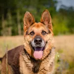 Dostojny, piękny owczarek Flapy!