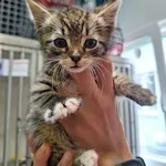 Kot do adopcji, Orzechowce, 25 czerwca 2024