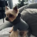 Zaginął pies, Krzeszowice, 25 czerwca 2024