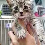 Kot do adopcji, Orzechowce, 25 czerwca 2024