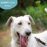 Pies do adopcji, Dąbrówka, 24 czerwca 2024