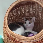 Kot do adopcji, Orzechowce, 20 czerwca 2024