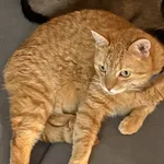 W dniu 24.06.2024 ok. 17:00 przy ul.Bema w Łodzi zaginął rudy kot Lucjan. Lucjan ma niebieską obróżkę, część brzucha wygoloną po zabiegu. Przyjmuje leki i jest zaczipowany.