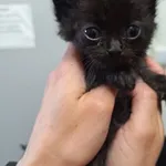 Kot do adopcji, Orzechowce, 25 czerwca 2024