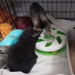 Znaleziono kota, Sosnowiec, 23 czerwca 2024