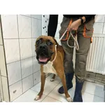 Znaleziono psa, Białystok, 23 czerwca 2024