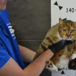 Kot do adopcji, Chełmek, 26 kwietnia 2024