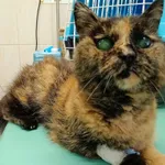 Znaleziono kota, Gdańsk, 26 czerwca 2024