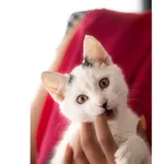 Znaleziono kota, Białystok, 24 czerwca 2024