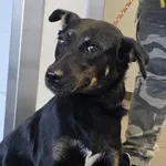 Znaleziono psa, Bydgoszcz, 22 czerwca 2024