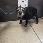 Przyjęty: 2024-06-25 Gmina: Jaworzno Płeć: Suka Opis: mieszaniec, czarny z siwym