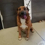 Przyjęty: 2024-06-25 Gmina: Radziechowy Wieprz Płeć: Pies Opis: mieszaniec, brązowo białe