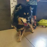 Przyjęty: 2024-06-25 Gmina: Wieprz Płeć: Suka Opis: mix malamute, czarno-białe
