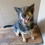 Pies do adopcji, Żary, 4 czerwca 2023