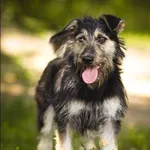 Znaleziono psa, Grudziądz, 10 marca 2024