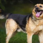 Znaleziono psa, Grudziądz, 30 września 2020