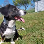 Pies do adopcji, Żary, 29 maja 2024