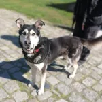 Pies do adopcji, Żary, 15 czerwca 2023