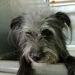 Znaleziono psa, Siedlce, 14 kwietnia 2024