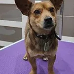 pies, mix, brązowa, 3 lata, brak chipa / SM Miejsce znalezienia: ul. Rakowiecka Znaleziono dnia: 2024-06-17