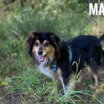 Pies do adopcji, Rytlów, 27 czerwca 2024