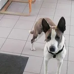 Pies do adopcji, Żary, 12 czerwca 2023