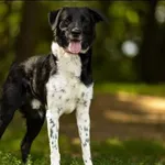 Znaleziono psa, Grudziądz, 27 kwietnia 2024