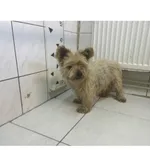 Znaleziono psa, Białystok, 8 czerwca 2024