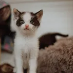 Oddam kota, Elbląg, 27 czerwca 2024