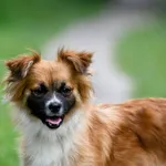 Pies do adopcji, Nowodwór, 27 czerwca 2024