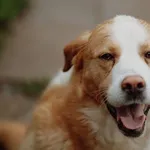 Wielki pies o gołębim sercu - Bohun!