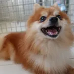 Znaleziono psa, Gdańsk, 27 czerwca 2024