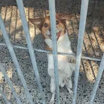 Pies do adopcji, Żary, 14 czerwca 2023